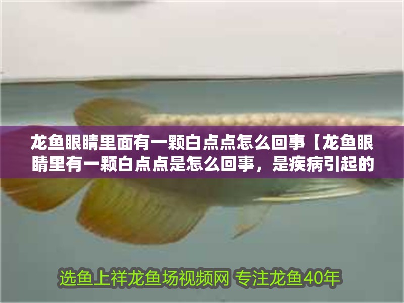 龍魚眼睛里面有一顆白點點怎么回事【龍魚眼睛里有一顆白點點是怎么回事，是疾病引起的嗎】