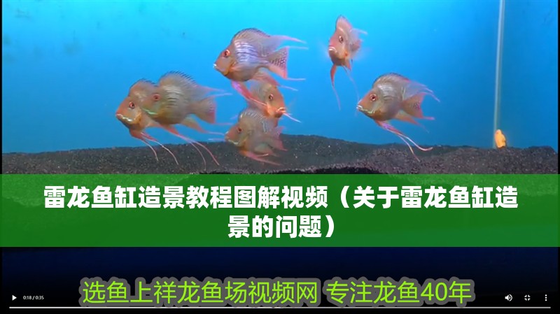 雷龍魚缸造景教程圖解視頻（關于雷龍魚缸造景的問題）