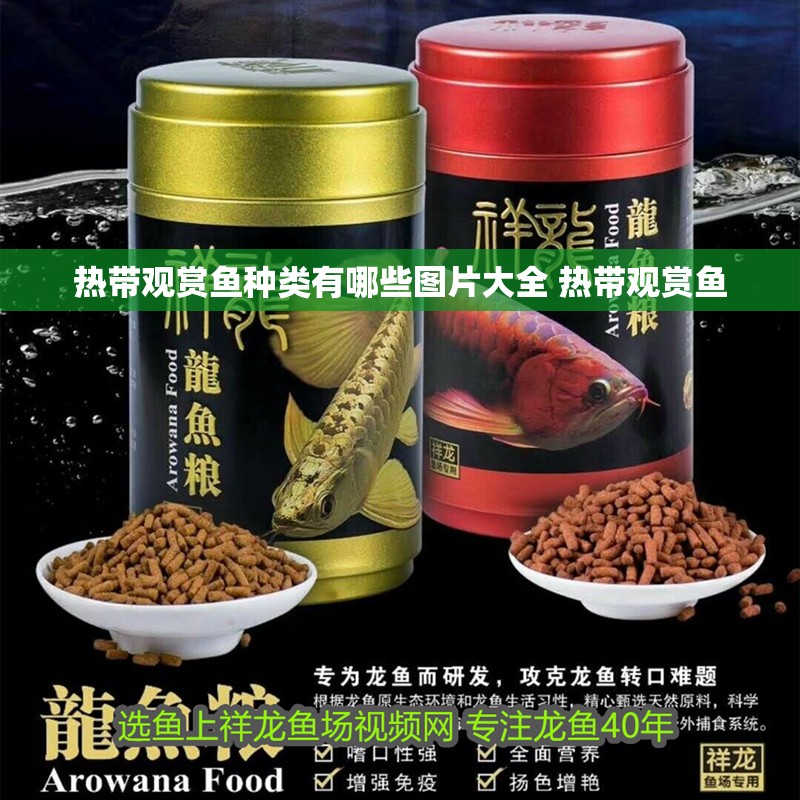 熱帶觀賞魚種類有哪些圖片大全 熱帶觀賞魚