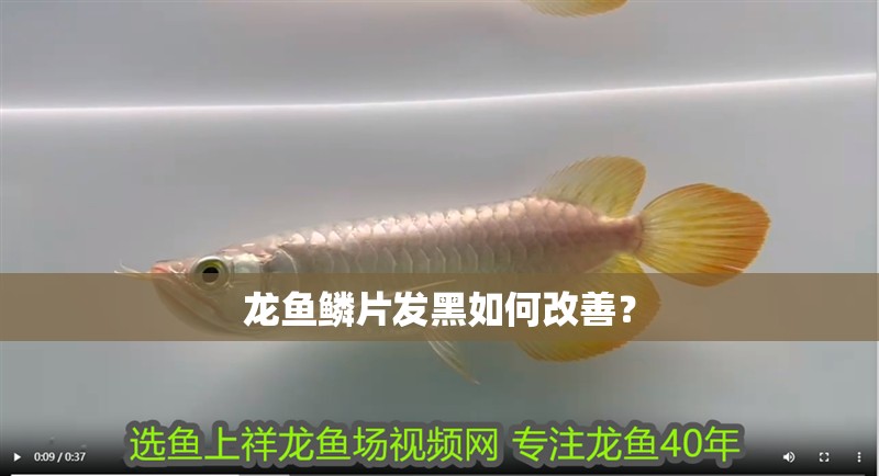 龍魚鱗片發黑如何改善？