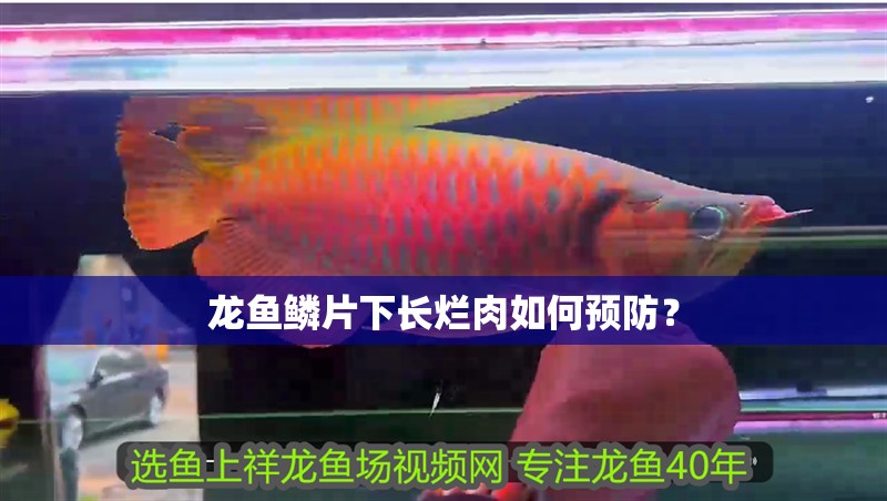 龍魚鱗片下長爛肉如何預防？ 龍魚鱗片下長爛肉如何預防？ 龍魚百科
