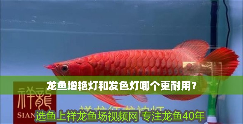 龍魚增艷燈和發色燈哪個更耐用？