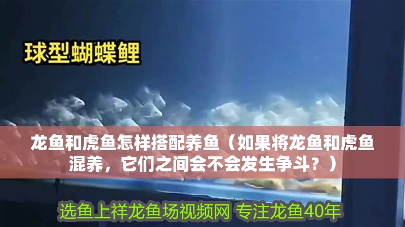 龍魚和虎魚怎樣搭配養魚（如果將龍魚和虎魚混養，它們之間會不會發生爭斗？）