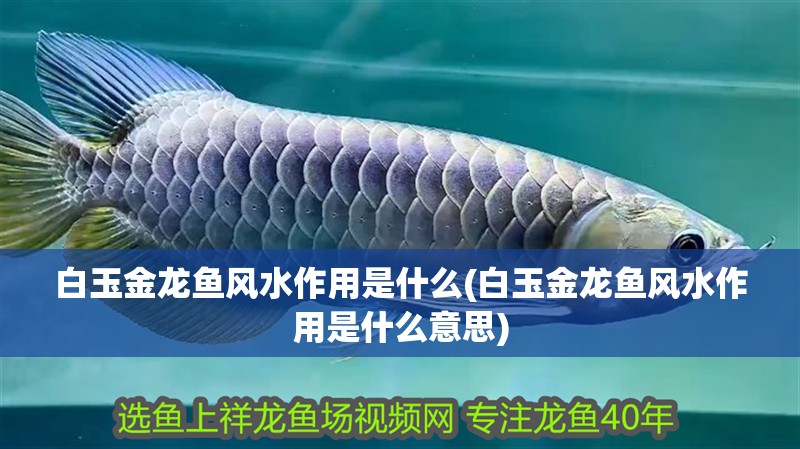 白玉金龍魚風水作用是什么(白玉金龍魚風水作用是什么意思)