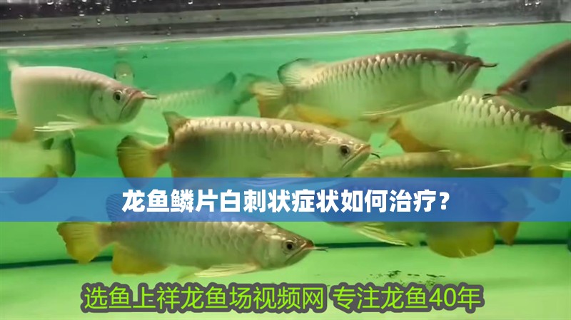 龍魚鱗片白刺狀癥狀如何治療？