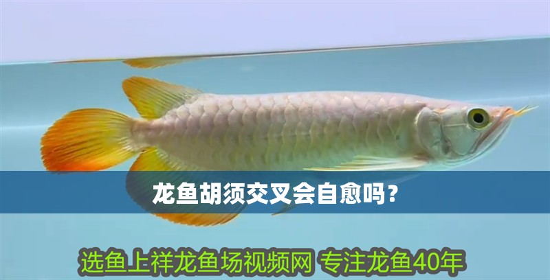 龍魚胡須交叉會自愈嗎？