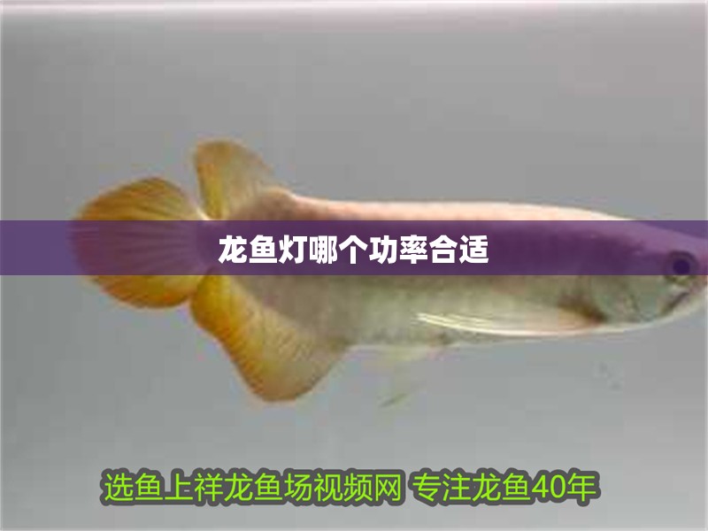 龍魚燈哪個功率合適