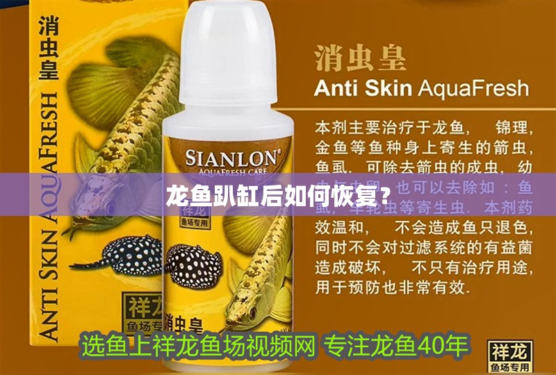 龍魚趴缸后如何恢復？