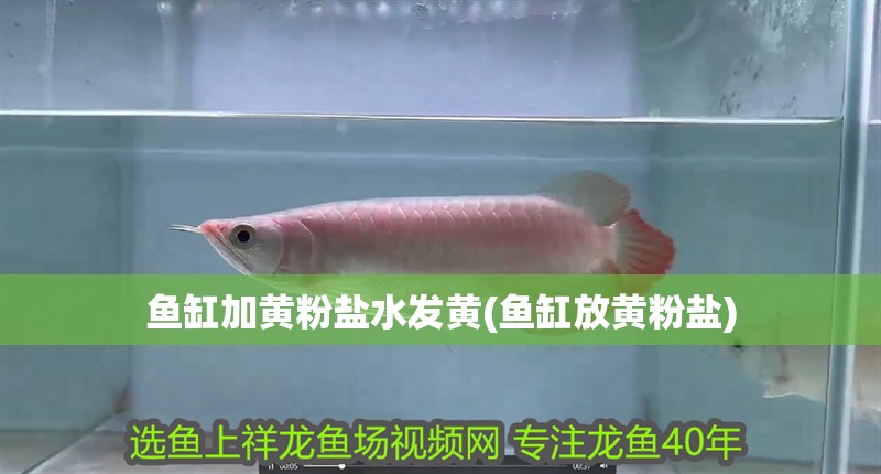 魚缸加黃粉鹽水發黃(魚缸放黃粉鹽)