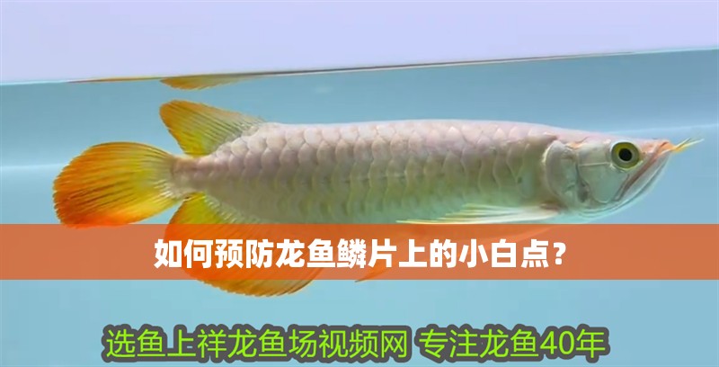 如何預防龍魚鱗片上的小白點？