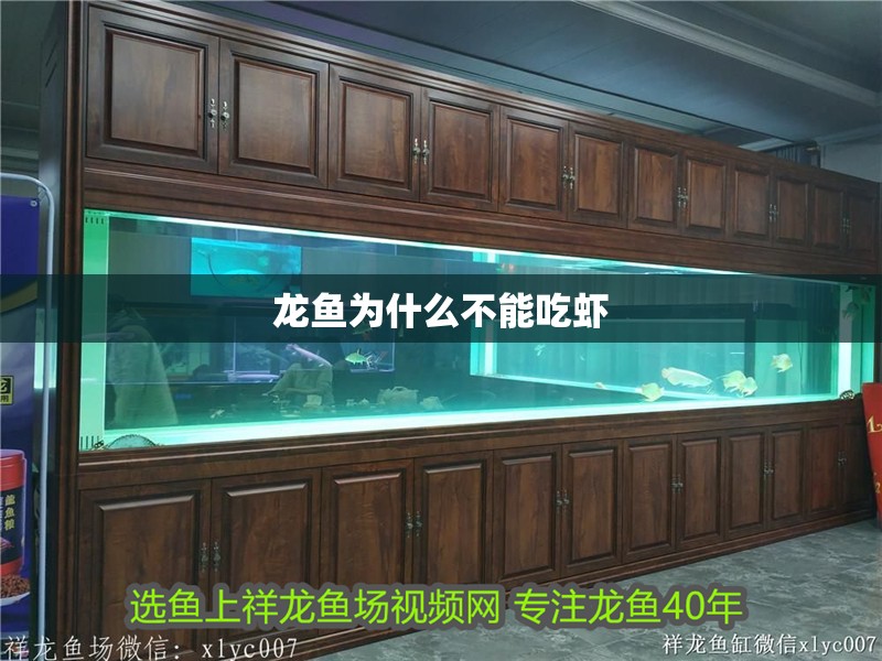 龍魚為什么不能吃蝦