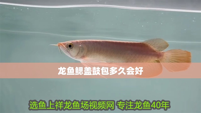 龍魚鰓蓋鼓包多久會好