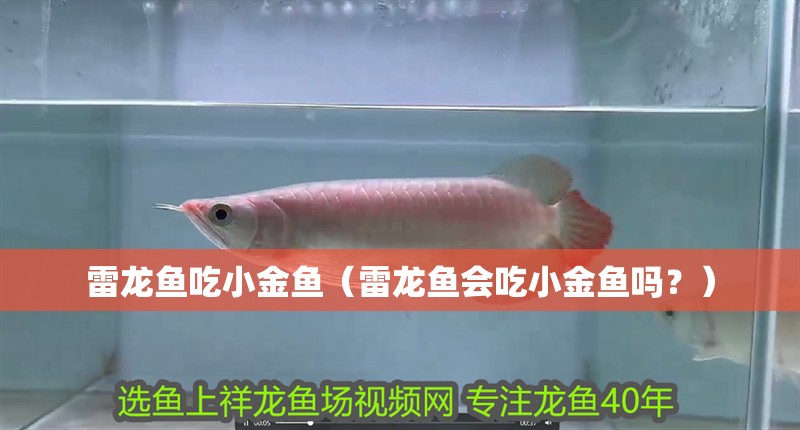 雷龍魚吃小金魚（雷龍魚會吃小金魚嗎？）