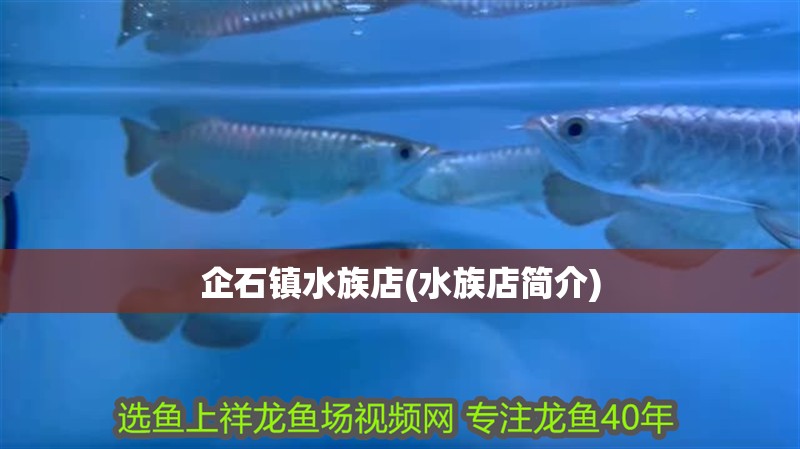 企石鎮(zhèn)水族店(水族店簡介)