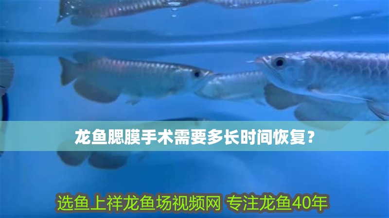 龍魚腮膜手術需要多長時間恢復？