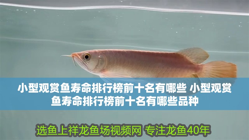 小型觀賞魚壽命排行榜前十名有哪些 小型觀賞魚壽命排行榜前十名有哪些品種