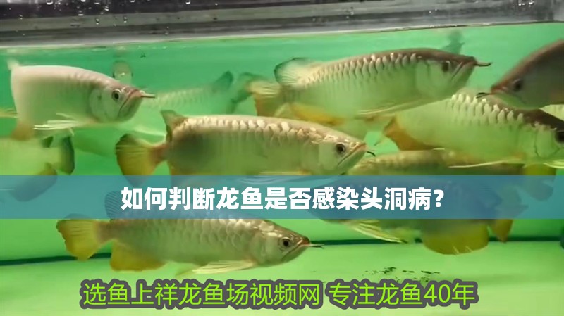 如何判斷龍魚是否感染頭洞病？