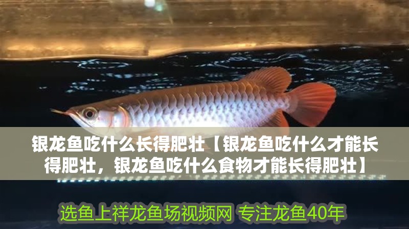 銀龍魚吃什么長得肥壯【銀龍魚吃什么才能長得肥壯，銀龍魚吃什么食物才能長得肥壯】