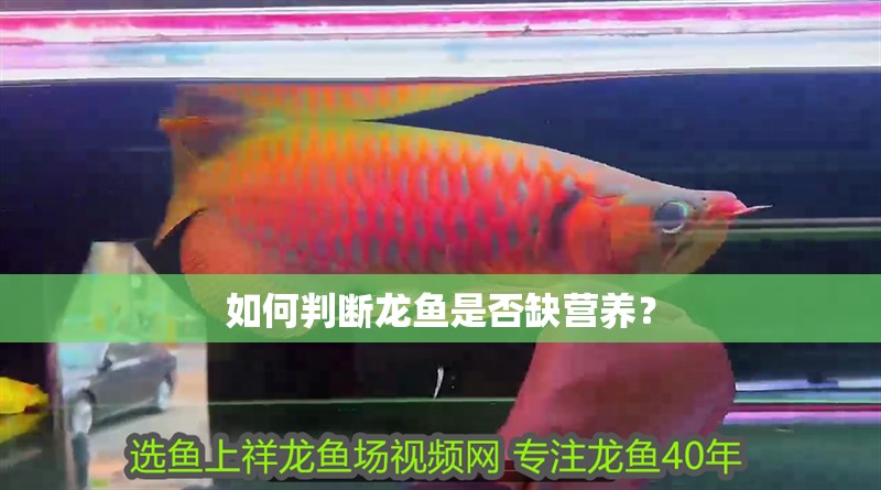 如何判斷龍魚是否缺營養？ 如何判斷龍魚是否缺營養？ 龍魚百科