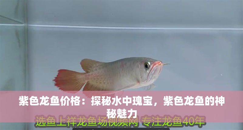 紫色龍魚價格：探秘水中瑰寶，紫色龍魚的神秘魅力