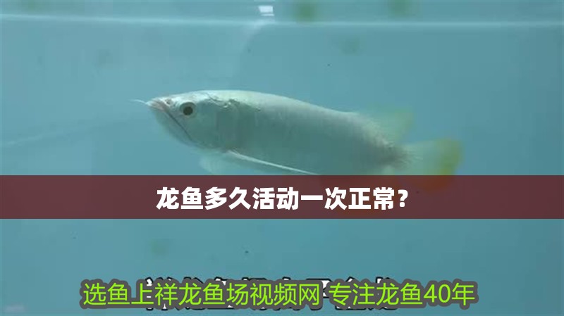 龍魚多久活動一次正常？