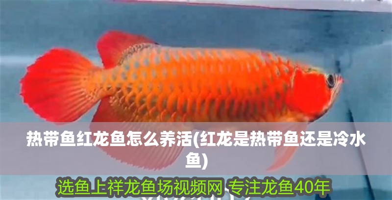 熱帶魚紅龍魚怎么養(yǎng)活(紅龍是熱帶魚還是冷水魚)