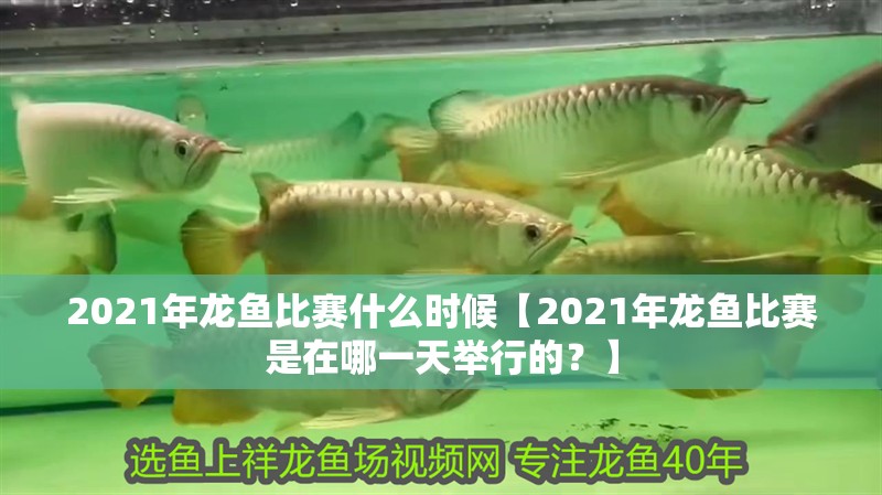 2021年龍魚比賽什么時候【2021年龍魚比賽是在哪一天舉行的？】