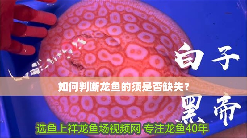 如何判斷龍魚的須是否缺失？