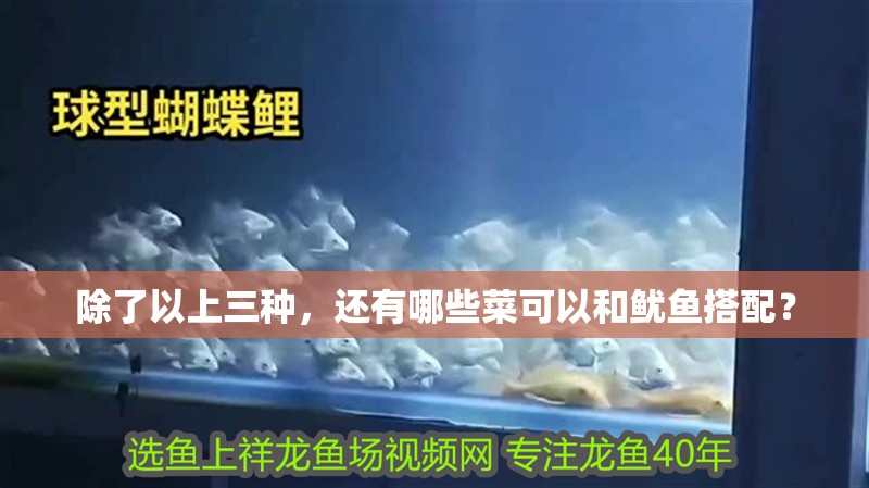 除了以上三種，還有哪些菜可以和魷魚搭配？