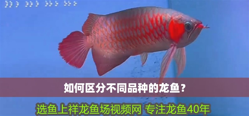 如何區分不同品種的龍魚？