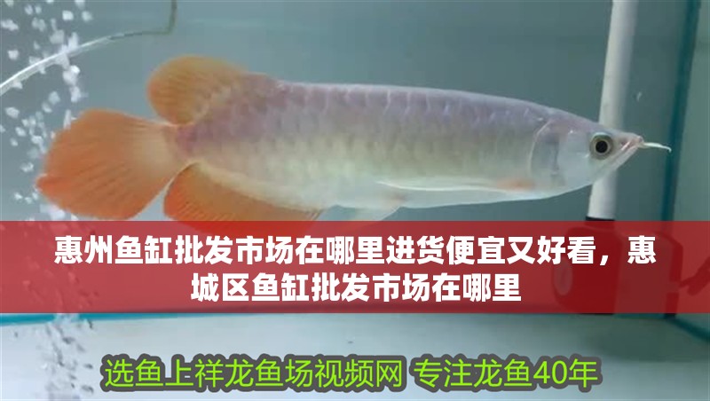 惠州魚缸批發市場在哪里進貨便宜又好看，惠城區魚缸批發市場在哪里