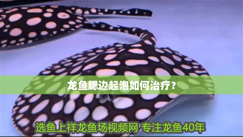 龍魚腮邊起泡如何治療？