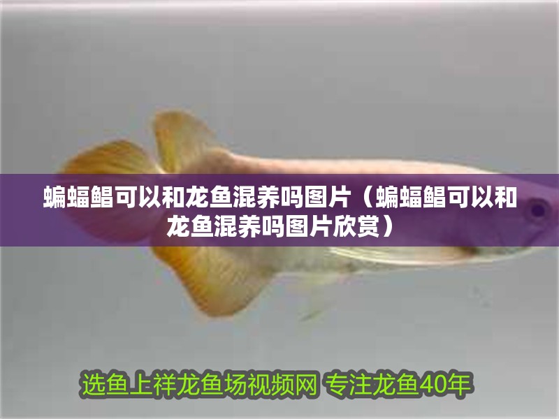 蝙蝠鯧可以和龍魚混養(yǎng)嗎圖片（蝙蝠鯧可以和龍魚混養(yǎng)嗎圖片欣賞）