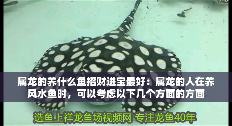 屬龍的養什么魚招財進寶最好：屬龍的人在養風水魚時，可以考慮以下幾個方面的方面