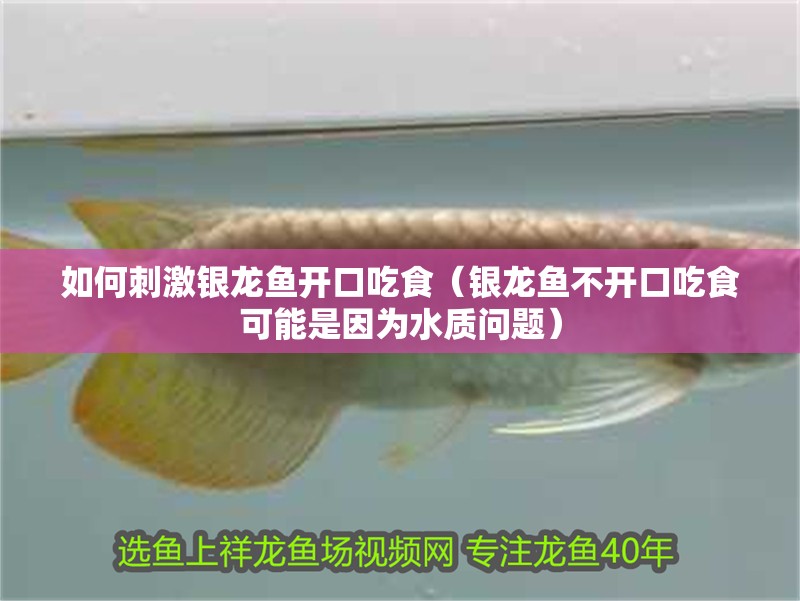 如何刺激銀龍魚開口吃食（銀龍魚不開口吃食可能是因為水質問題）
