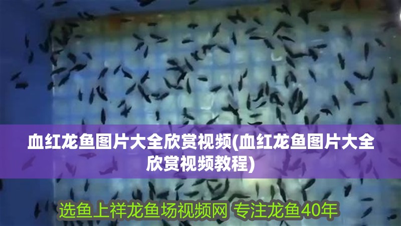 血紅龍魚圖片大全欣賞視頻(血紅龍魚圖片大全欣賞視頻教程)