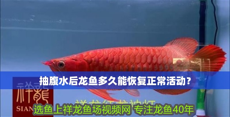 抽腹水后龍魚多久能恢復(fù)正常活動(dòng)？
