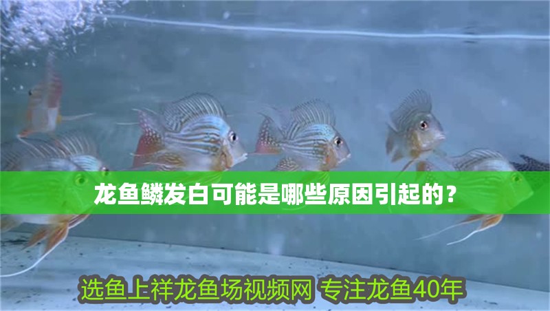 龍魚(yú)鱗發(fā)白可能是哪些原因引起的？