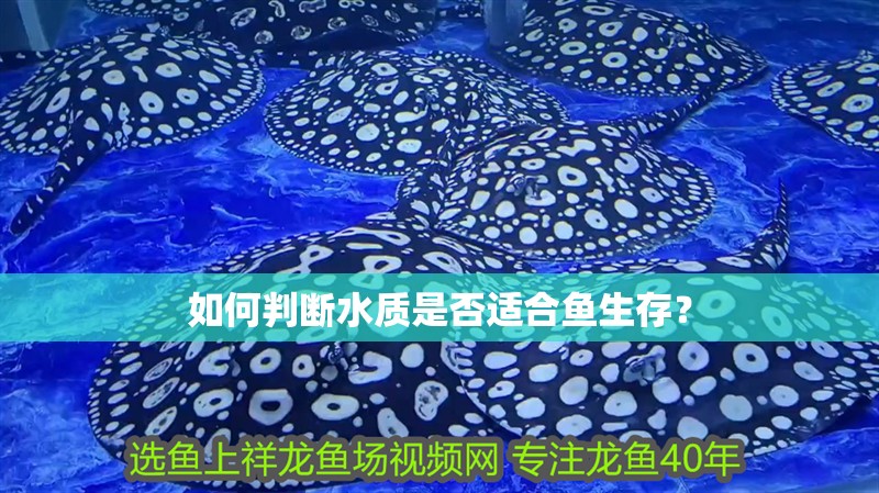 如何判斷水質(zhì)是否適合魚生存？