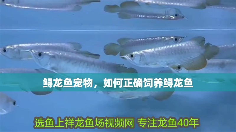 鱘龍魚寵物，如何正確飼養鱘龍魚