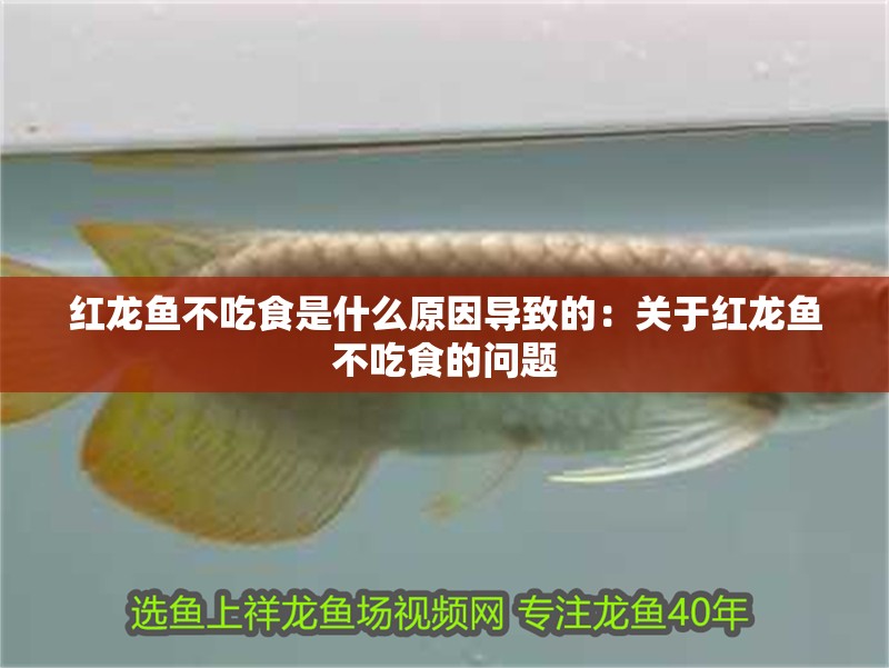 紅龍魚不吃食是什么原因?qū)е碌模宏P(guān)于紅龍魚不吃食的問題
