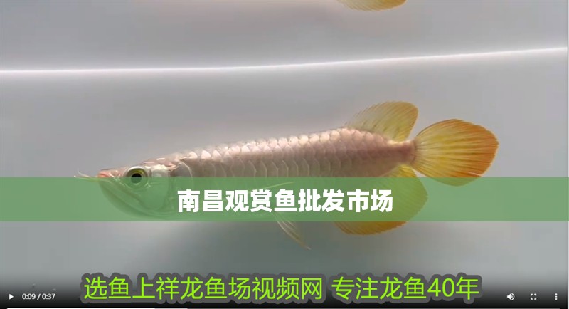 南昌觀賞魚批發(fā)市場