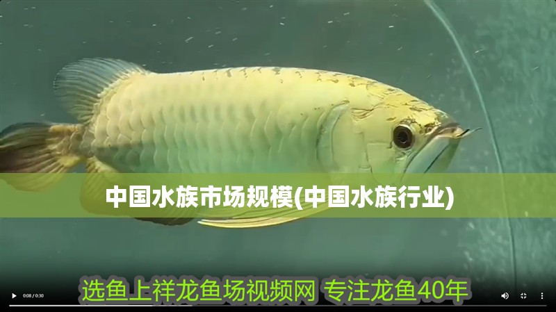 中國(guó)水族市場(chǎng)規(guī)模(中國(guó)水族行業(yè))