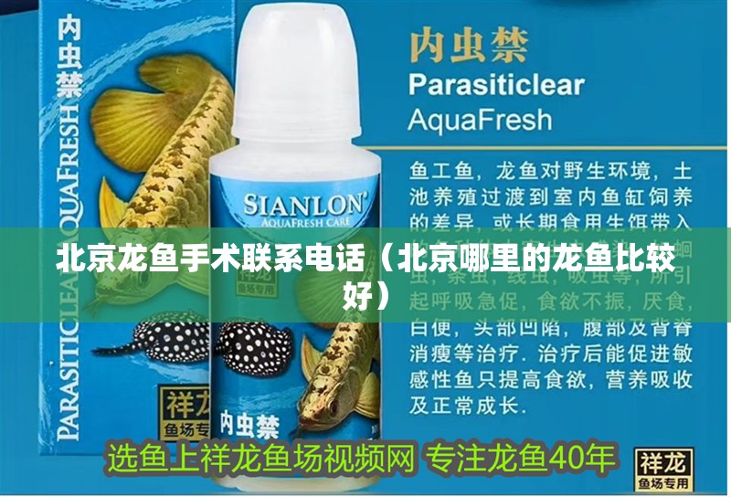北京龍魚手術聯(lián)系電話（北京哪里的龍魚比較好）
