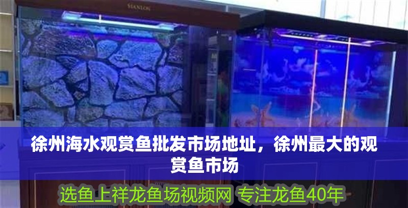 徐州海水觀賞魚批發(fā)市場地址，徐州最大的觀賞魚市場