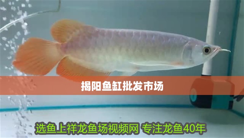揭陽魚缸批發市場