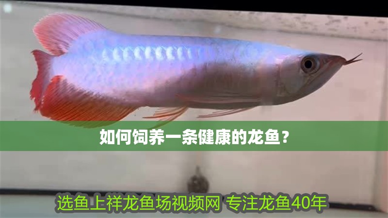 如何飼養一條健康的龍魚？