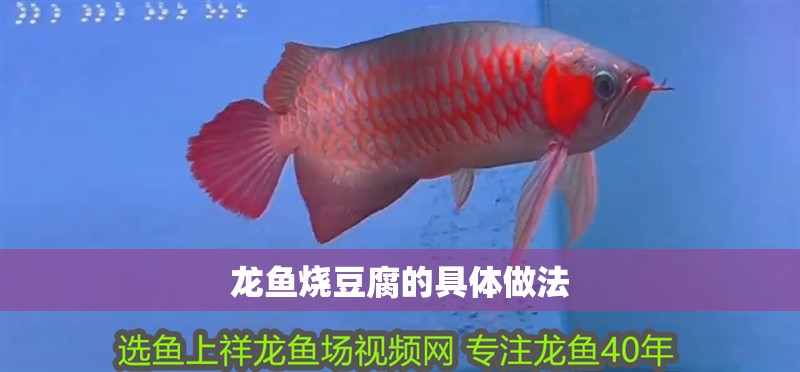龍魚燒豆腐的具體做法