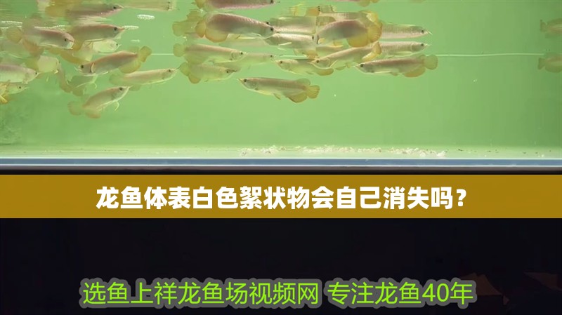 龍魚體表白色絮狀物會自己消失嗎？