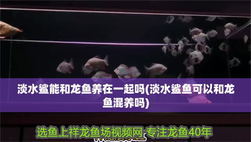 淡水鯊能和龍魚養(yǎng)在一起嗎(淡水鯊魚可以和龍魚混養(yǎng)嗎)